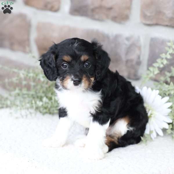 Brynn, Cavapoo Puppy